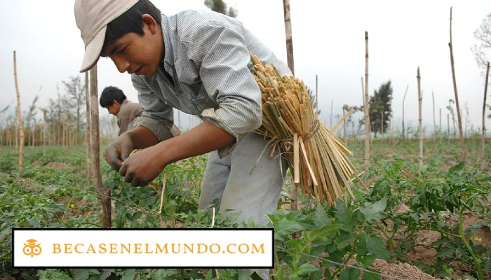 Cómo apoya la educación financiera la inclusión financiera en las zonas rurales de Perú